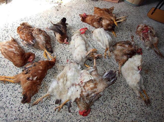 Cane randagio fa fuori 21 galline 