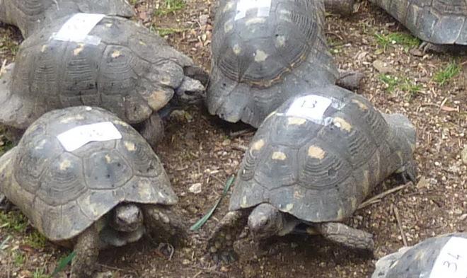 In giardino aveva 42 tartarughe: 148mila euro di multa 