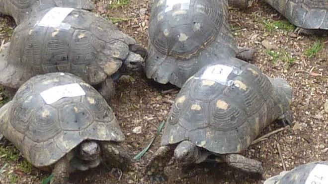 In giardino aveva 42 tartarughe: 148mila euro di multa 