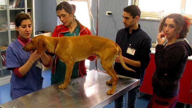Sassari, riapre il pronto soccorso veterinario 