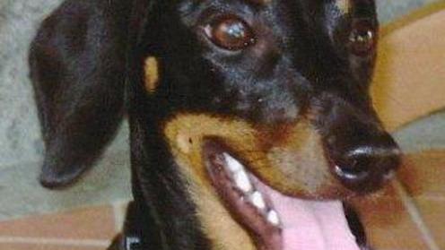 Querceta, allarme per due cani avvelenati