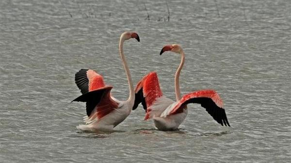 Uno stormo di fenicotteri in volo sui laghi pratesi
