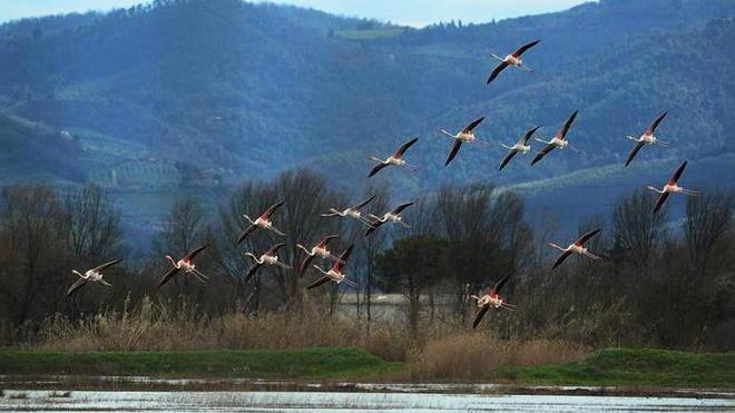 Oltre 50 fenicotteri rosa ai laghi