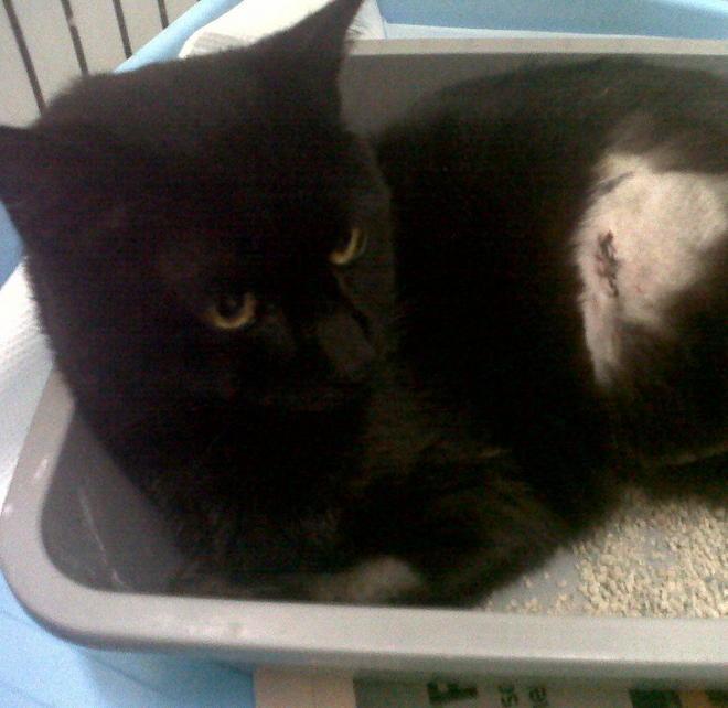 Gattino colpito con una carabina 