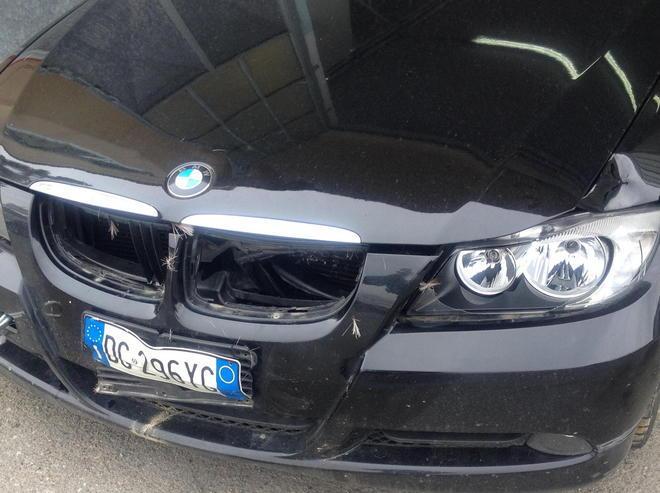 Due auto sfasciate in 18 mesi sempre per colpa dei caprioli
