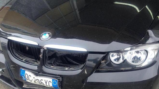 Due auto sfasciate in 18 mesi sempre per colpa dei caprioli