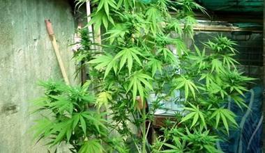 Serra in casa per coltivare la marijuana: arrestato 