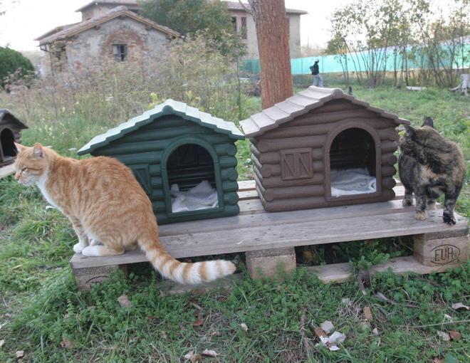 A Pasquetta pranzo e merenda al gattile della Bogaia 