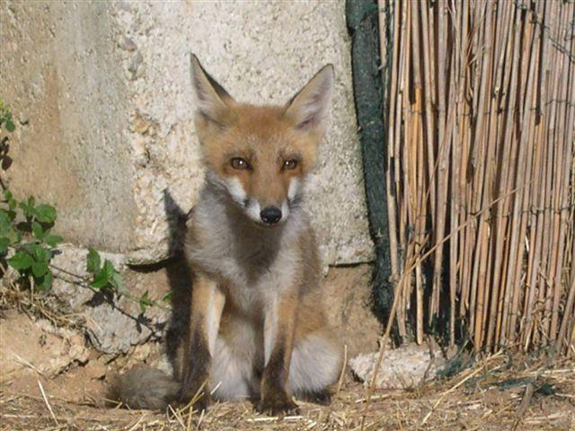 Caccia alla volpe, manifestazione degli animalisti 