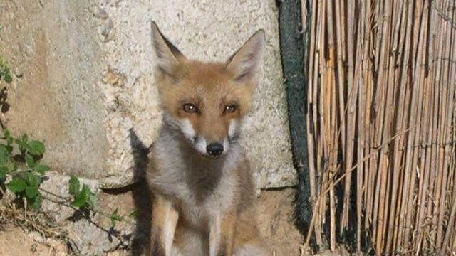 Caccia alla volpe, manifestazione degli animalisti