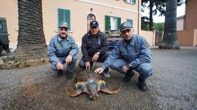 Il mare restituisce anche una tartaruga morta