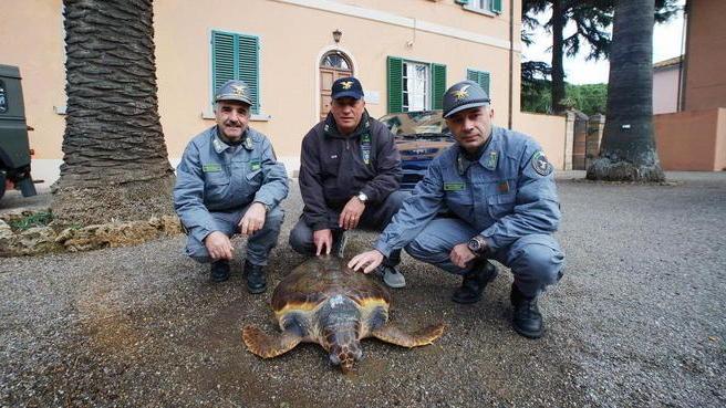 Il mare restituisce anche una tartaruga morta