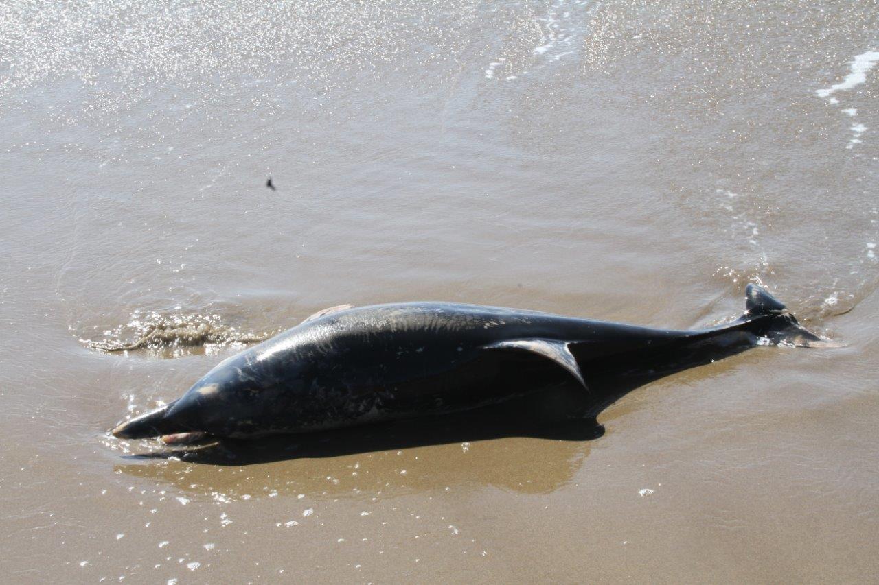 Il mare restituisce un altro delfino morto 