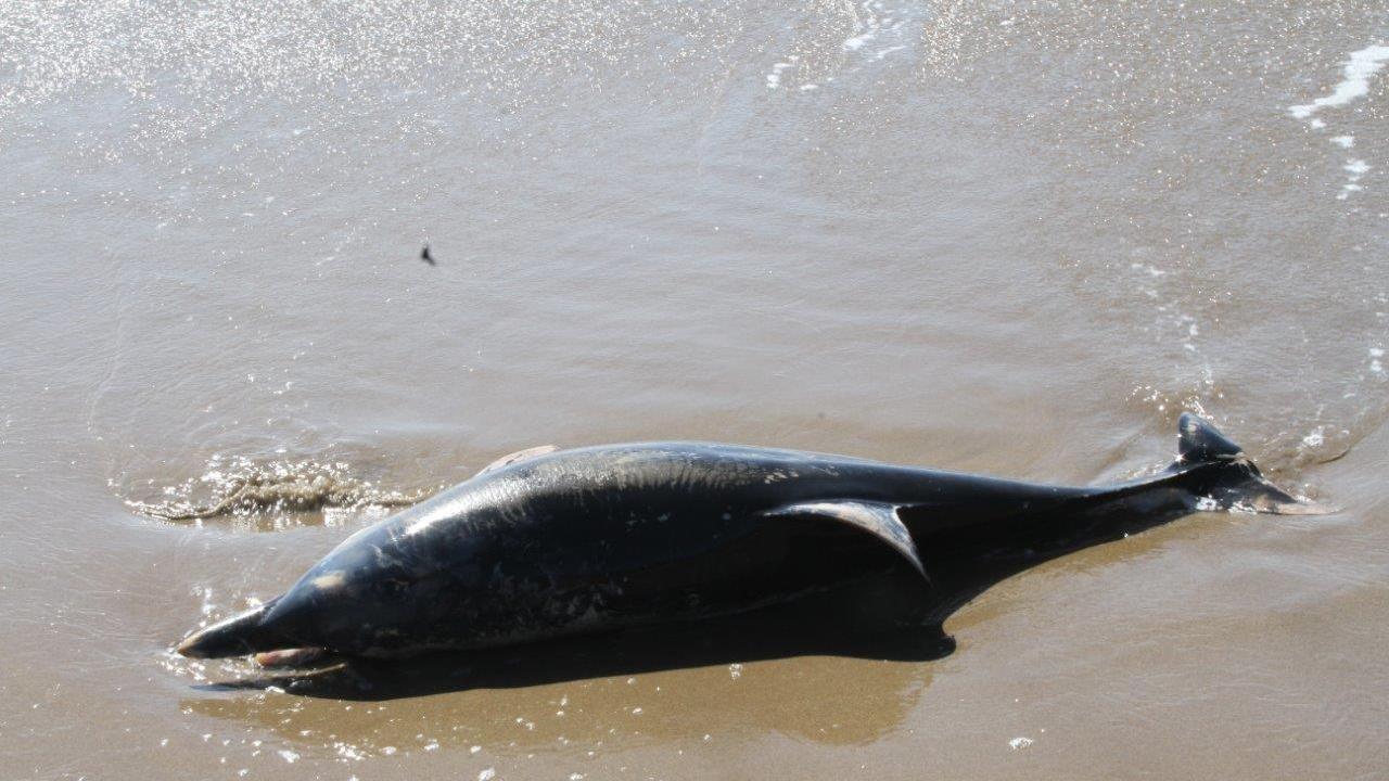 Il mare restituisce un altro delfino morto