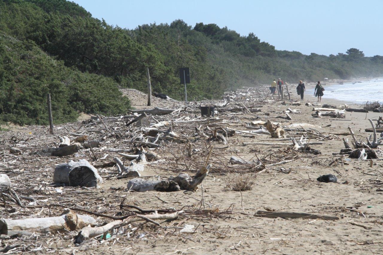 Tronchi sulla spiaggia, la mareggiata non scoraggia i turisti 
