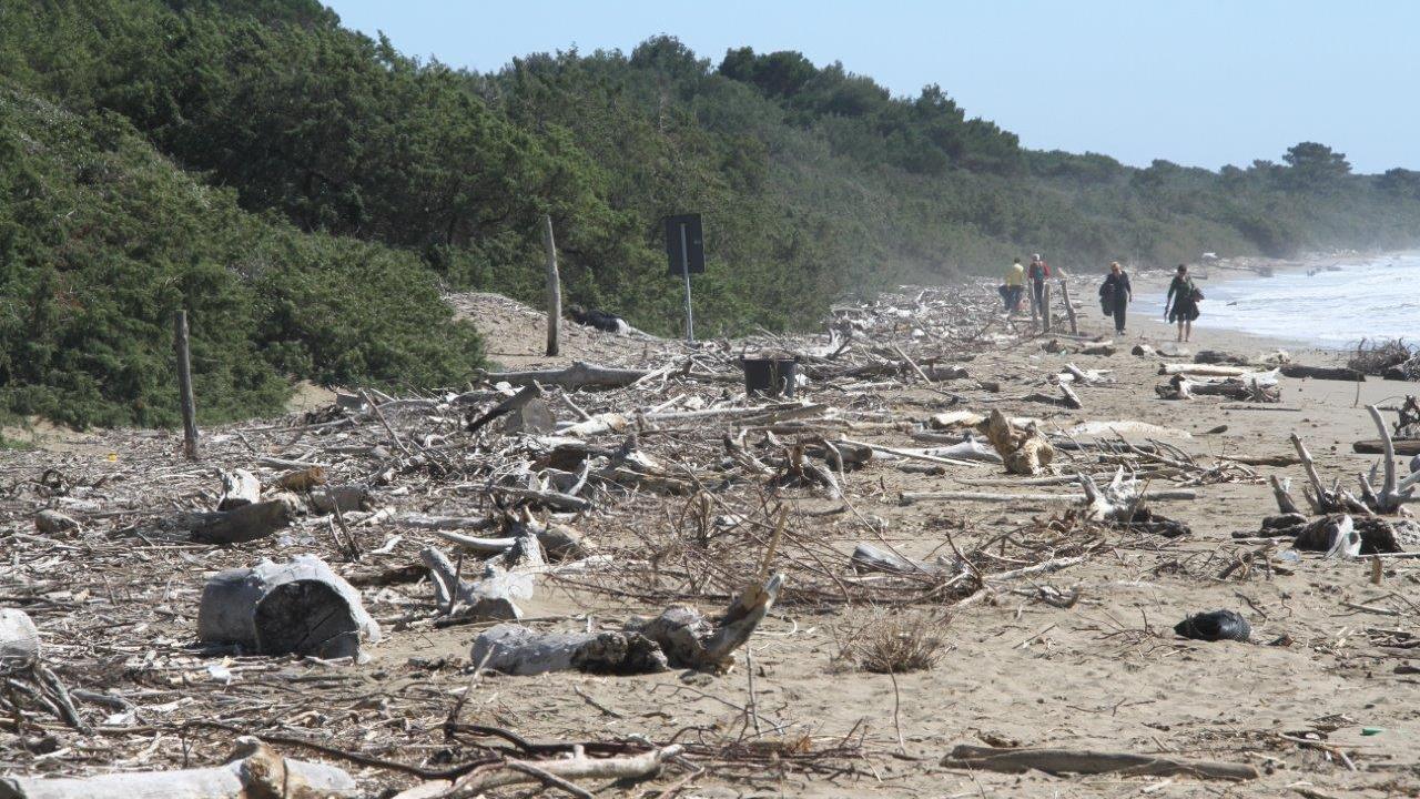 Tronchi sulla spiaggia, la mareggiata non scoraggia i turisti