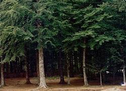Un parco-avventura in mezzo al bosco 
