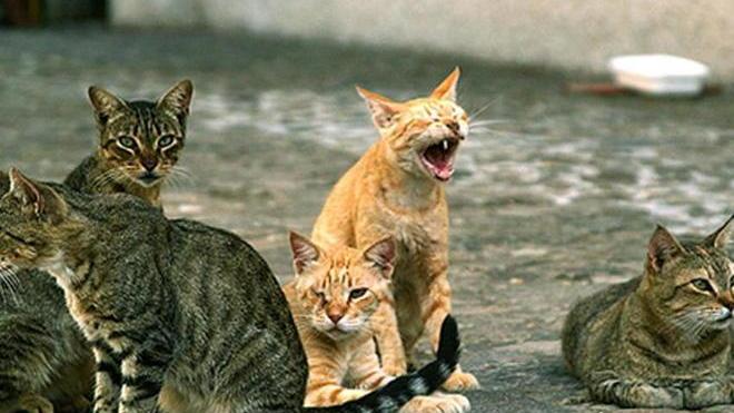 Avvelenati due cani e un’altra decina di gatti