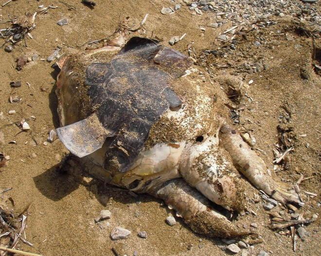 Trovata a Straccoligno la carcassa di una tartaruga marina 