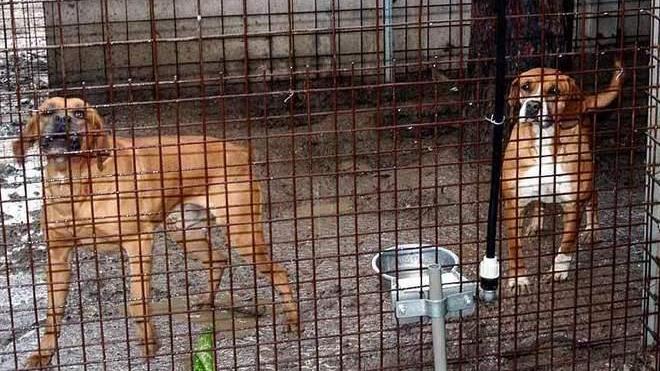 Canile, la Lav all’attacco del Comune