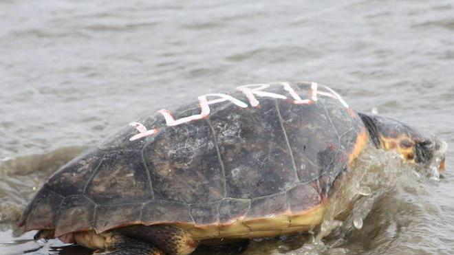 Una tartaruga salvata in mare
