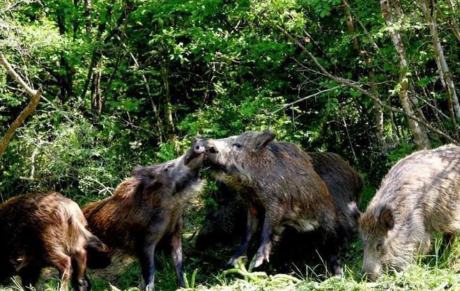 Il Wwf: «Cinghiali abbattuti secondo le regole al Dynamo» 