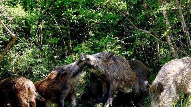 Il Wwf: «Cinghiali abbattuti secondo le regole al Dynamo»