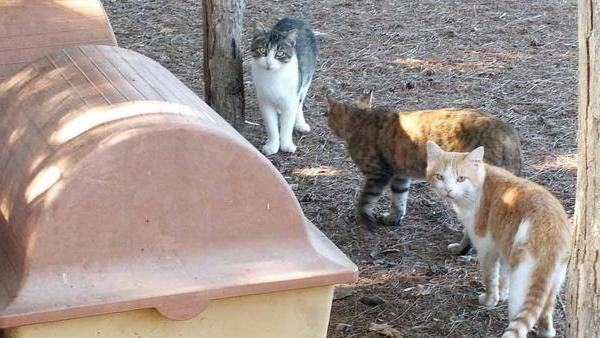 I “Cucciolotti” portano trenta cucce a Piombino