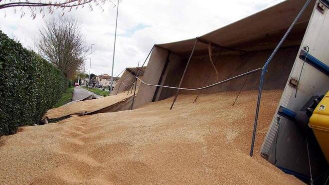 Camion perde quasi 300 quintali di grano