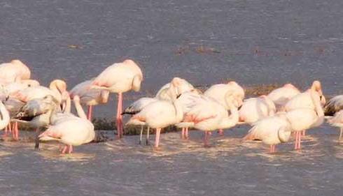 Fenicotteri e rondini insieme a rifocillarsi all’oasi Wwf di Orti 