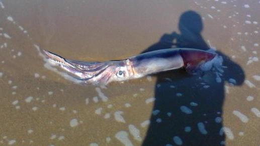 Calamaro gigante sulla spiaggia di Donoratico