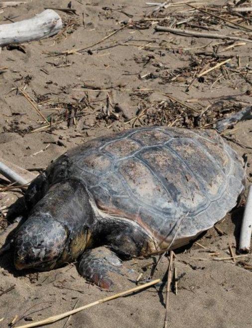 Animali marini, continua la moria 