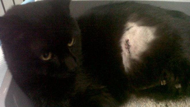 È morto il gatto preso a fucilate, l’autore rischia 2 anni di carcere