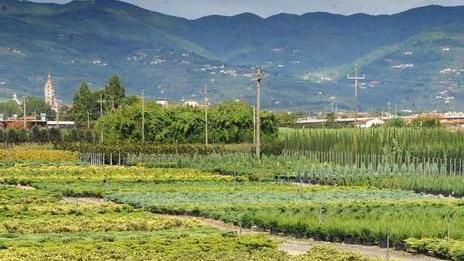La Cia: spazio ai vivai anche a sud della via Montalese
