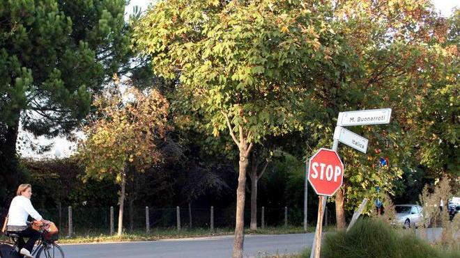 Via gli alberi malati in via Italica e nel parco Gori