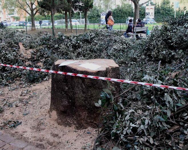 Giù la grande quercia. Il Comune: «Era malata, ne pianteremo un’altra» 
