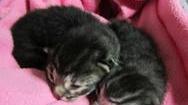 Gattini abbandonati nel bidone dei rifiuti: salvati