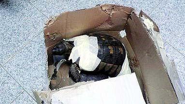 Spedisce per posta due tartarughe: “Materiale fragile” 