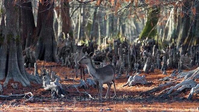 Censimento dei daini nella tenuta di San Rossore