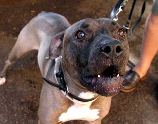 Regole di civiltà per cani e padroni 