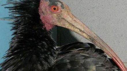 Guarito dalla fucilata Domino ora migrerà Timori per l’autunno