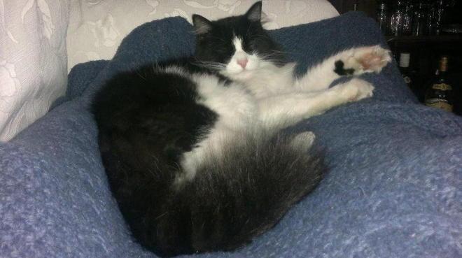Gatto Leone si è perso in zona Buon Riposo 
