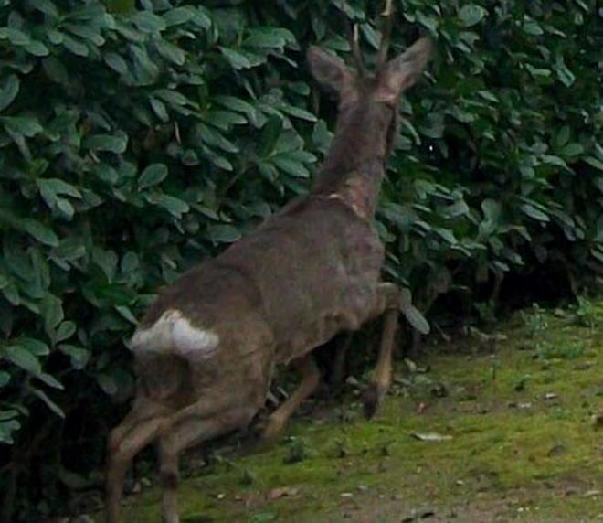 Liberato capriolo entrato in giardino