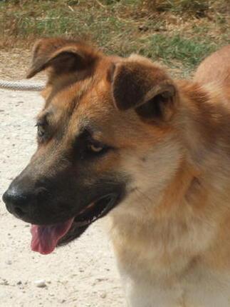Aggredito in vacanza da un cane 