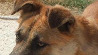 Aggredito in vacanza da un cane