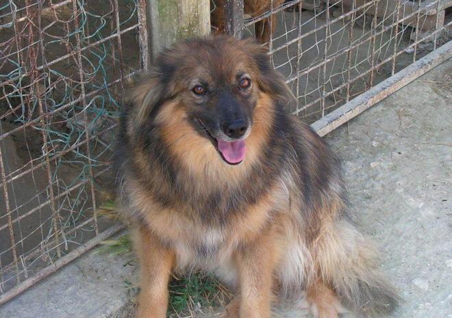 Vuoi salvare un cane? Adottalo a distanza 
