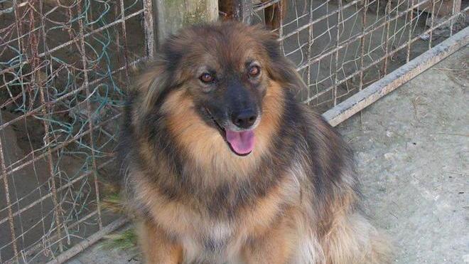 Vuoi salvare un cane? Adottalo a distanza