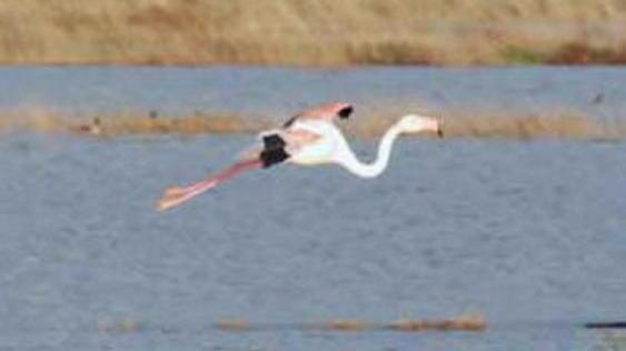 Visite guidate anche oggi all’oasi Wwf Padule Orti Bottagone
