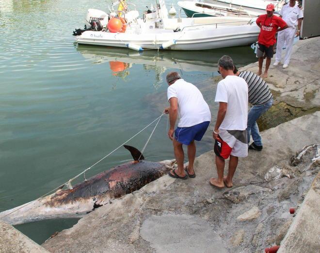 Carcassa di delfino recuperata a Livorno, 29 da inizio anno 
