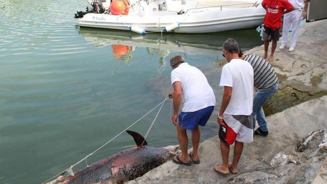 Carcassa di delfino recuperata a Livorno, 29 da inizio anno